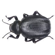 PIMELIA GROSSA SARDOA 